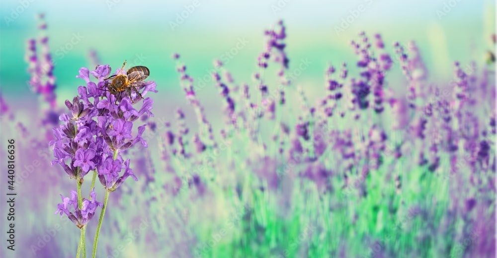 Naklejka premium Honey bee pollinates lavender flowers. Plant with insects.