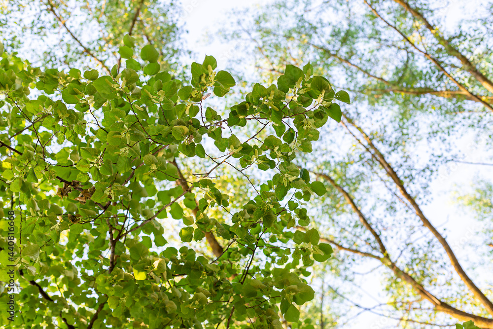 Fototapeta premium Green branches of trees against blue summer sky