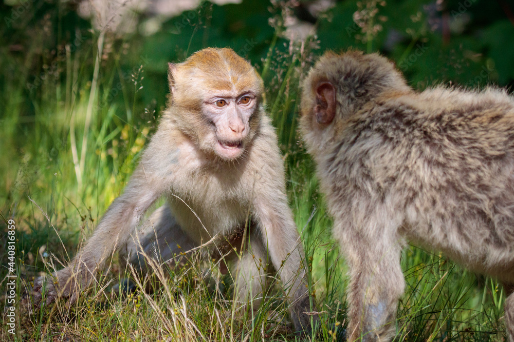 japanese macaque fighting on the ground