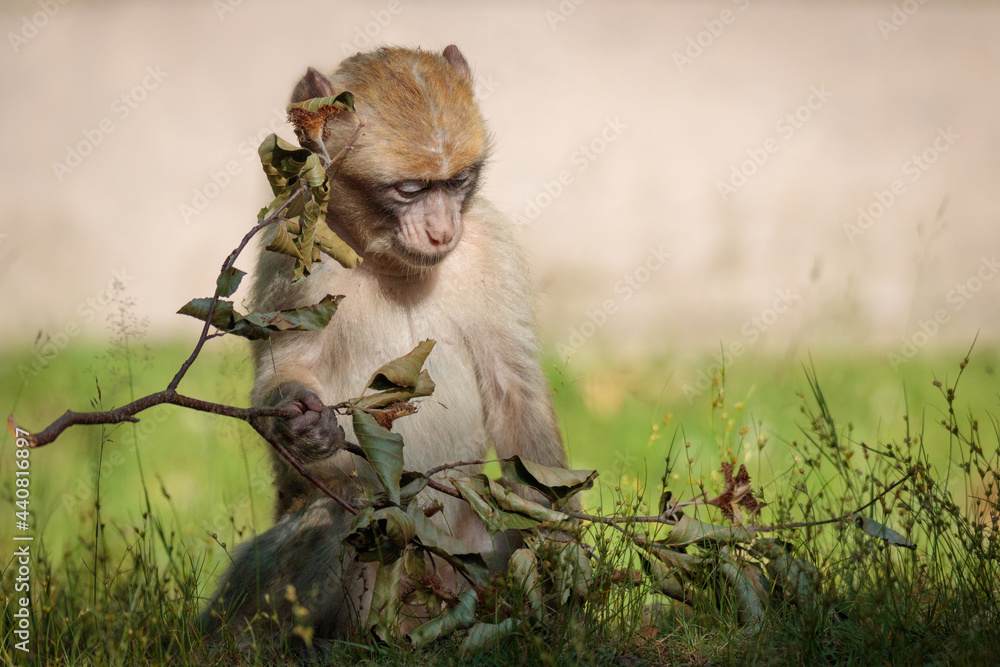 japanese macaque sitting playing with a branch