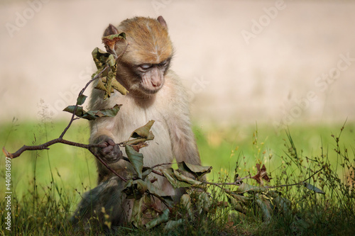 japanese macaque sitting playing with a branch