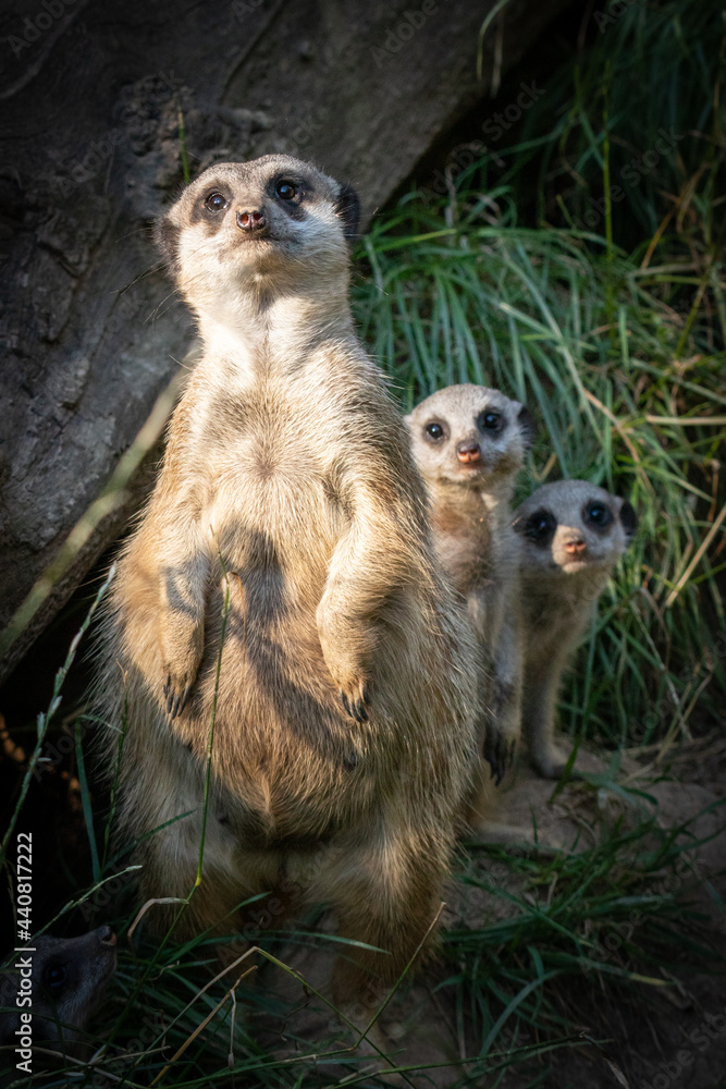meerkat on guard