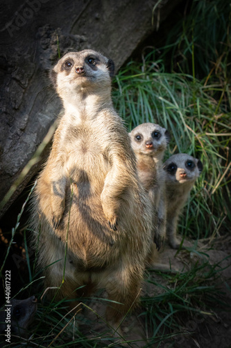 Obraz na płótnie meerkat on guard w salonie