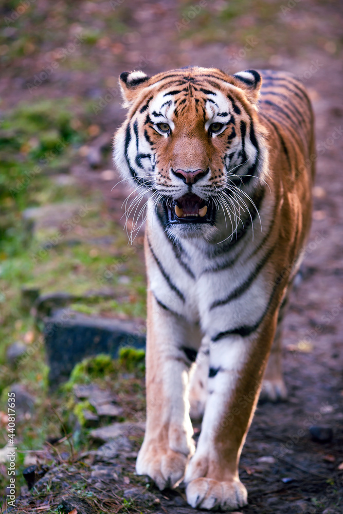 Beautiful Bengal male royal tiger closeup walking in captivity in the national park
