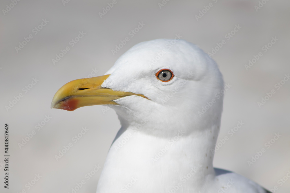 Close up of a seagull on the beach Close up of a seagull on the beach