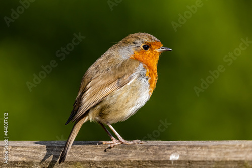 robin on a fence © John