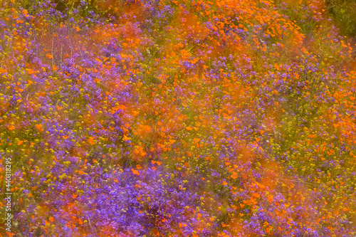 Flowers and the Super Bloom