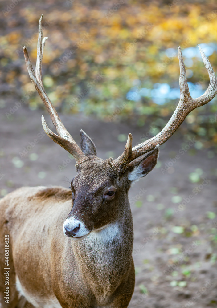 Portrait of large white-tailed deer buck with antlers in an open meadow in autumn Portrait of large white-tailed deer buck with antlers in an open meadow in autumn