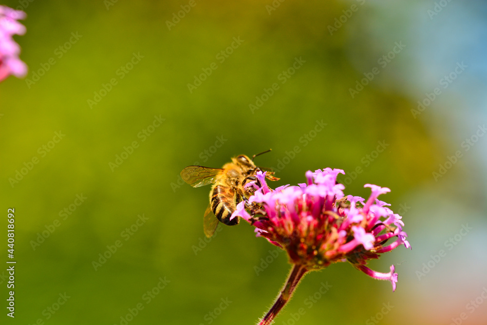 Biene auf lila Blume