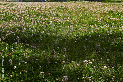Field of flowers, Wildflowers of the same type on a plain