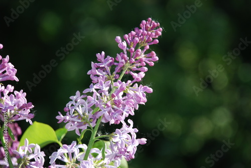 Light purple lilac flowers. On a green background, many small purple flowers growing on one branch. Flowers and leaves are illuminated by the sun. Flower petals are partially closed, partially open.