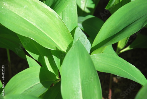 Large, wide leaves of lily of the valley. Several green wide large flies of the lily of the valley flower grow next to each other. The leaves are illuminated by the rays of the setting sun.
