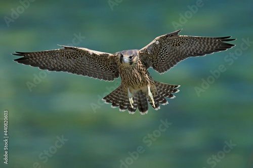 Canvas-taulu Peregrine falcon (Falco peregrinus)
