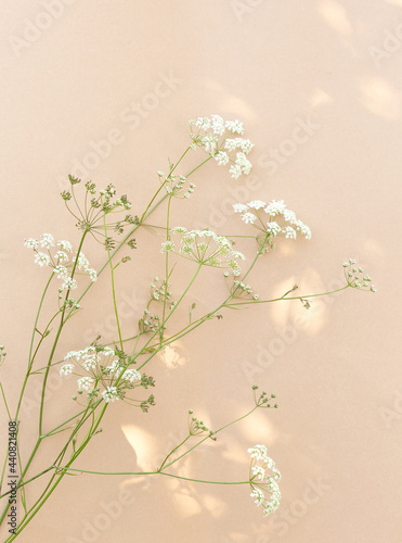 White flowers  and sunlight on beige wall. Aesthetic minimal wallpaper. Summer  floral plant background composition
