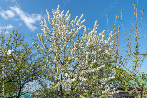 garden full of fruit trees with white flowers in spring © vitalis83