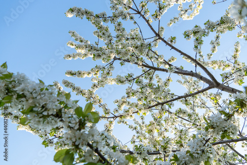 garden full of fruit trees with white flowers in spring