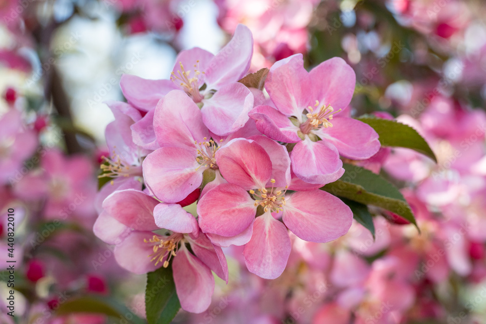many pink flowers on blooming branches of fruit trees in garden