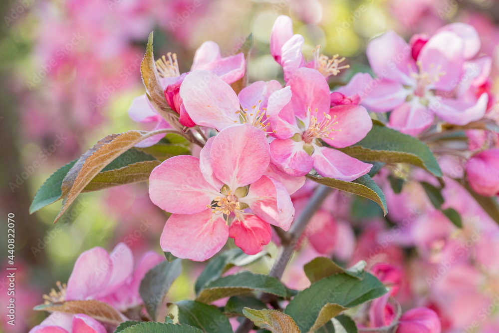 many pink flowers on blooming branches of fruit trees in garden many pink flowers on blooming branches of fruit trees in garden