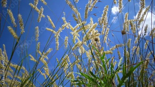 Untouched wild nature, grass on the slopes of the Hadzhibey estuary. (Melica transsilvanica) Poaceae family. photo