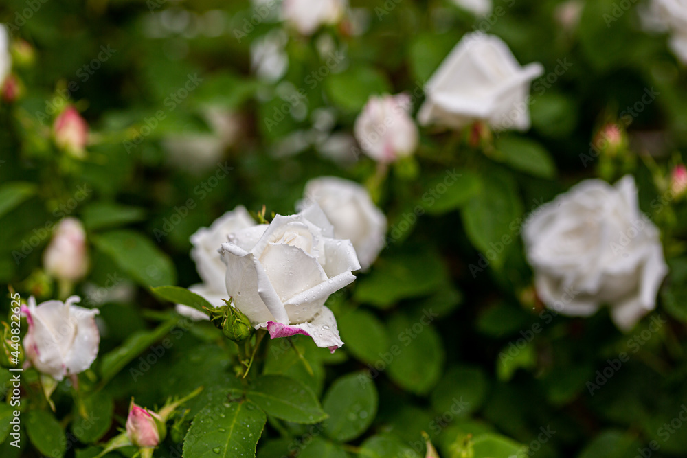 Roses in a Japanese garden in Shibuya Tokyo. Roses in a Japanese garden in Shibuya Tokyo.