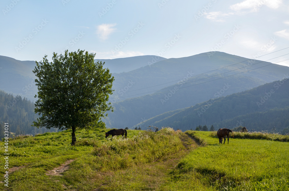 Scenic landscape view with mountains range with horses grazing the green pastures at sunset. Carpathians, Ukraine