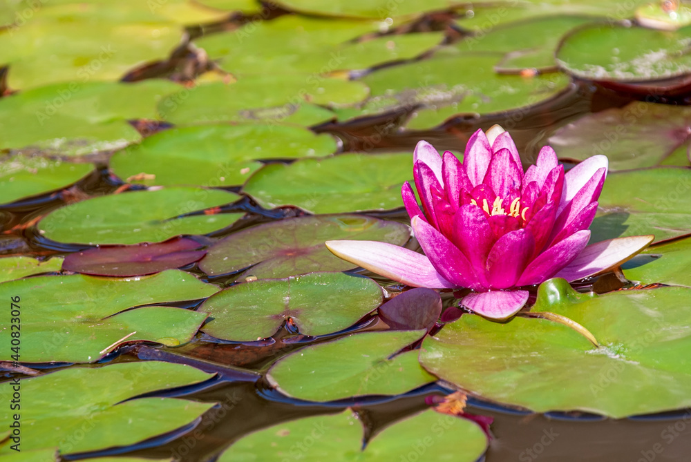 Rosea water lily surrounded by green leaves on a sunny day. Rosea water lily surrounded by green leaves on a sunny day.