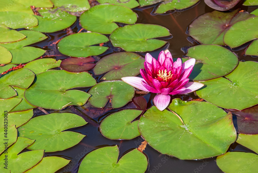 Rosea water lily surrounded by green leaves on a sunny day. Rosea water lily surrounded by green leaves on a sunny day.