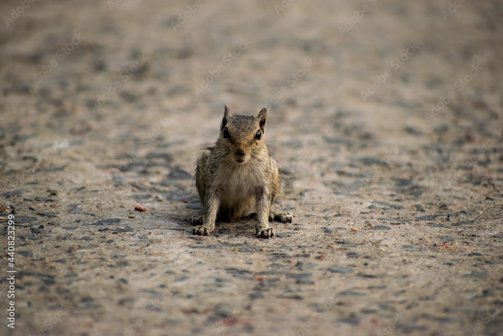Naklejka premium Squirrels(also known as rodents) posing differently all throughout