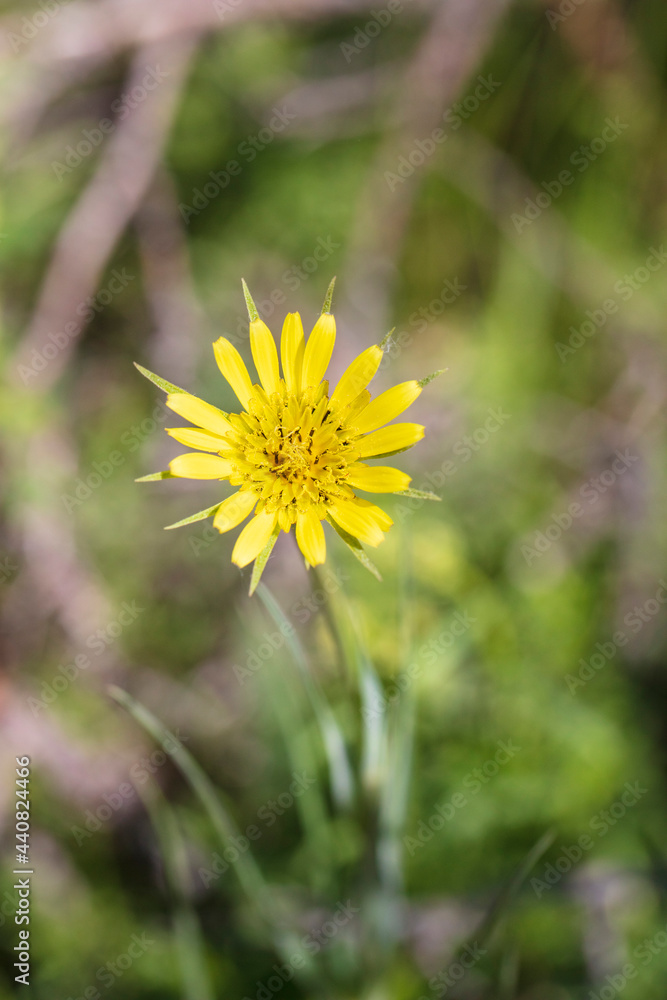 A bold stalk of Yellow Salsify blooms in a glade in the Rocky Mountain National Park A bold stalk of Yellow Salsify blooms in a glade in the Rocky Mountain National Park