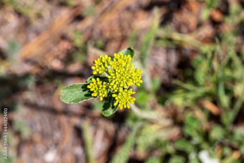 The yellow Sulphur Flower sprig blooms in a glade in the Rocky Mountain Natioanl Park photo