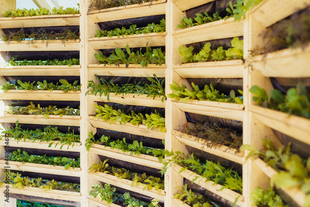 Wooden system of vertical urban farming and gardening technology. Organic  vertical kitchen garden with greenery and herbs. Home planting and growing  of food. Selective focus. Photos | Adobe Stock