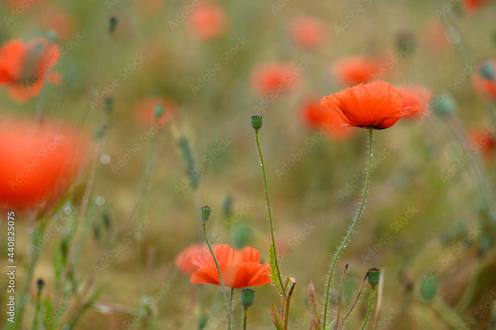 Fototapeta premium Mohnblume