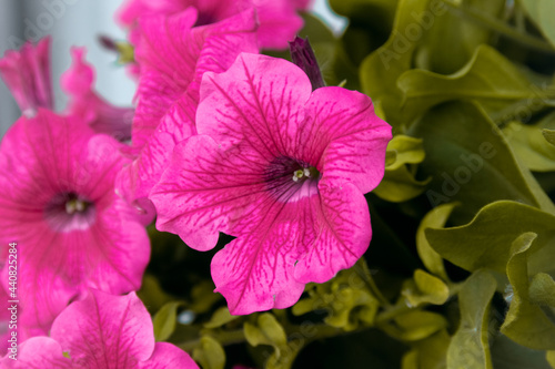 Decorative, beautiful flowers in the park.