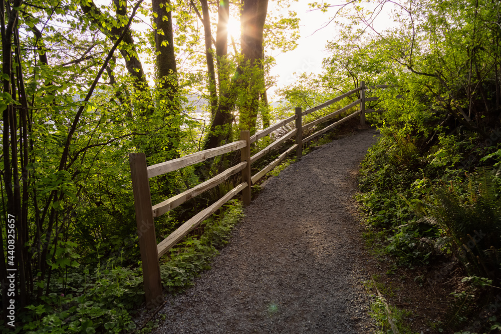 View of a Path in the woods with green fresh trees in Shoreline Trail, Port Moody, Greater Vancouver, British Columbia, Canada. Trail in a Modern City during a Sunny Evening.