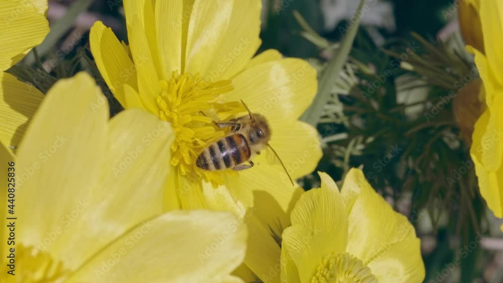 Honey bee (Apis mellifera) collecting pollen from yellow Pheasant’s eye flower Honey bee (Apis mellifera) collecting pollen from yellow Pheasant’s eye flower