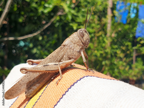 A brown grasshopper or locusta migratoria sits on a chair on a sunny spring day. Close up.