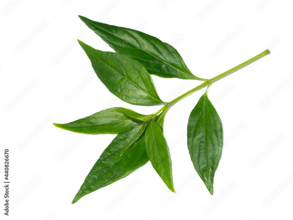 Fototapeta premium Close up of Kariyat leaves or The Creat plant.