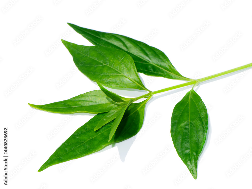 Close up of Kariyat leaves or The Creat plant.