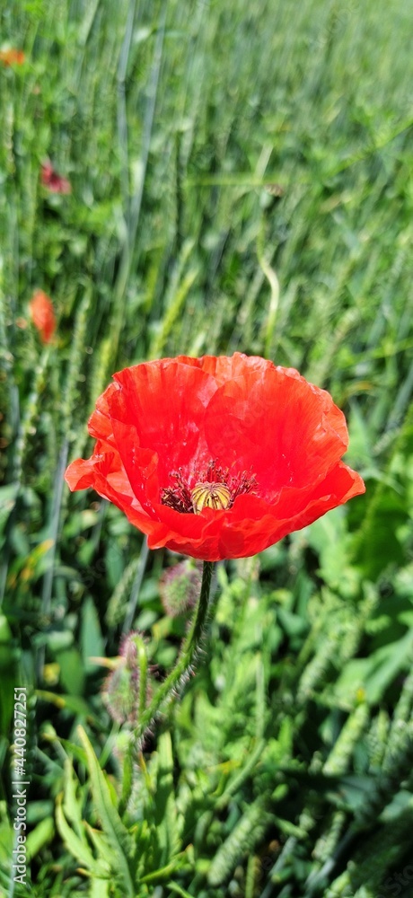 Obraz premium red poppy flower