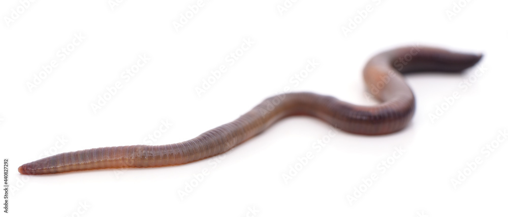One long earthworm One long earthworm