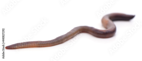 One long earthworm