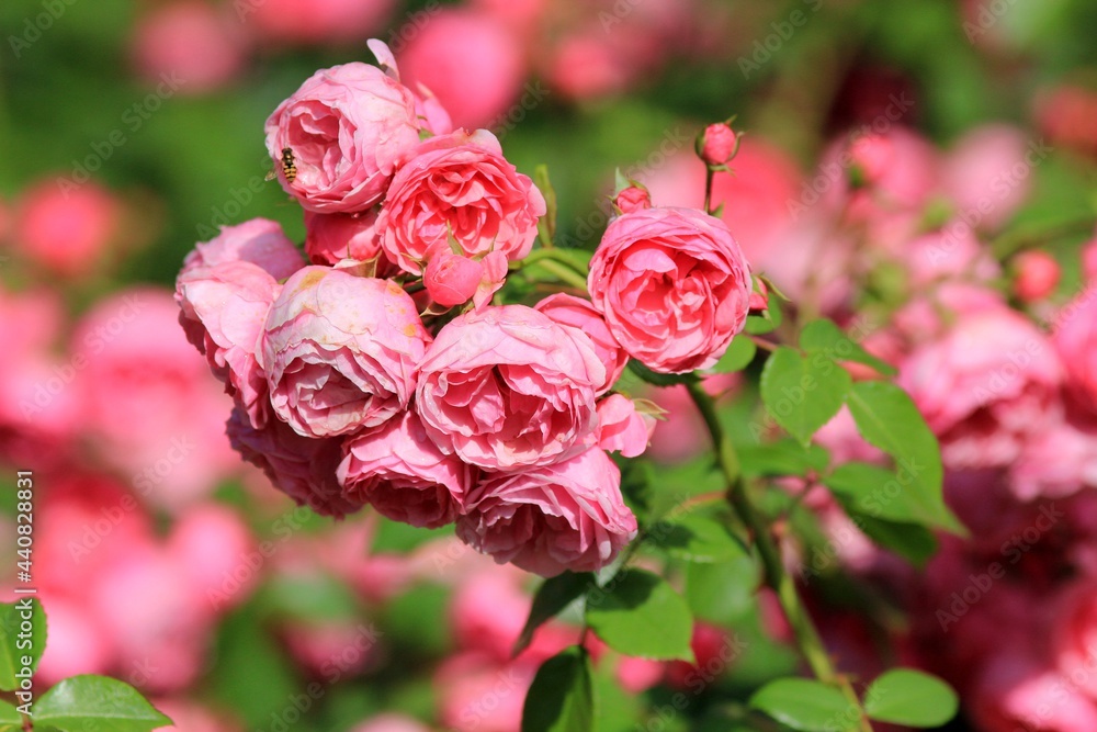 Delicate pink roses in the park in summer Delicate pink roses in the park in summer