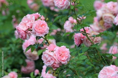 Delicate pink roses in the park in summer © dinar12
