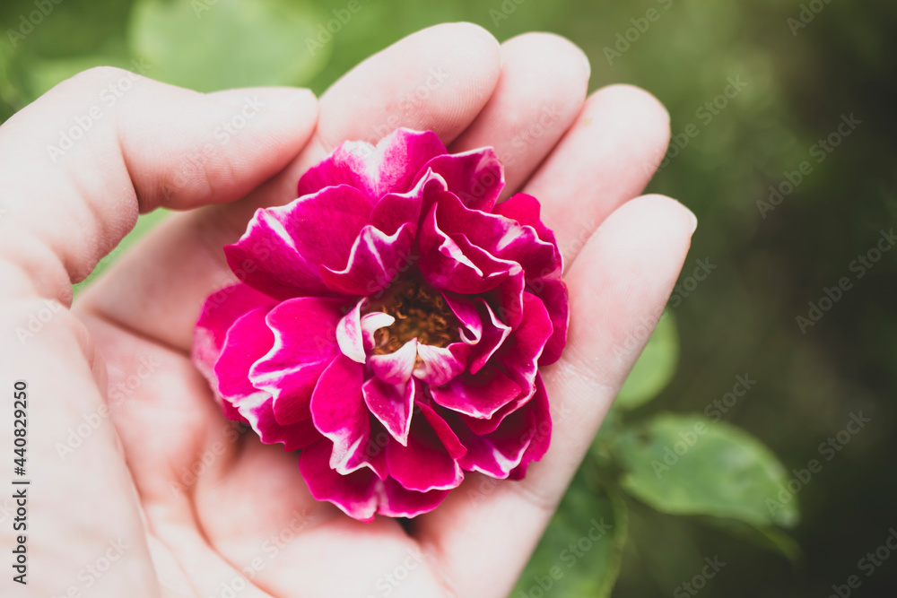 A rose flower blooming in pink, macro photo in human hand. A rose flower blooming in pink, macro photo in human hand.