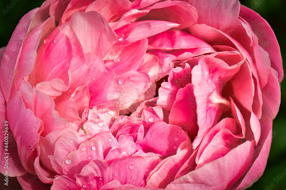 volle rote Blüte der Pfingstrode volle rote Blüte der Pfingstrode