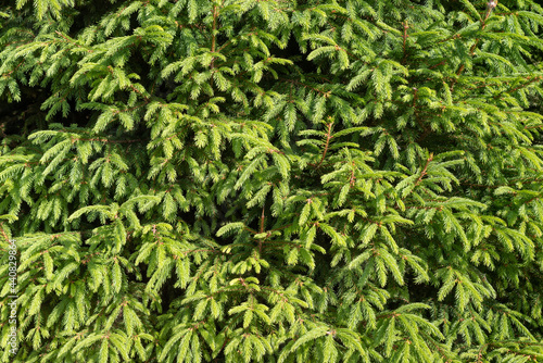 Bright green young branches of spruce, background.