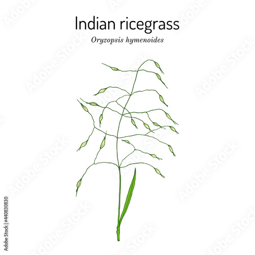 Indian ricegrass or sand rice grass Oryzopsis hymenoides , Official State Grass of Nevada photo