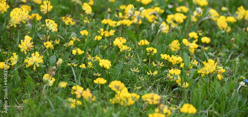 flore alpine