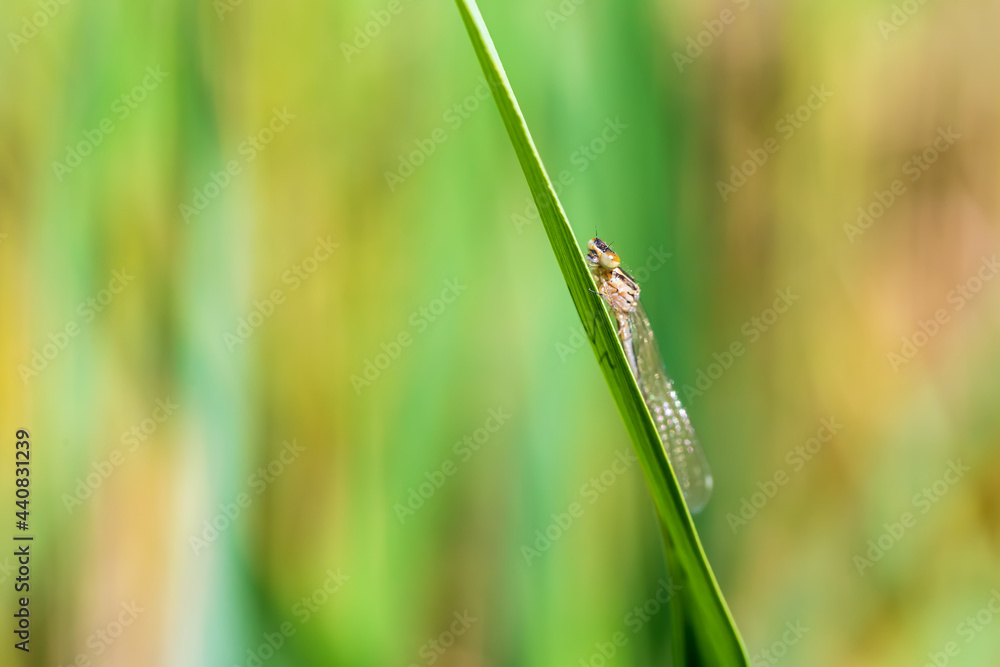 Dragonfly - Odonata with outstretched wings on a blade of grass. In the background is a beautiful bokeh created by an lens. Dragonfly - Odonata with outstretched wings on a blade of grass. In the background is a beautiful bokeh created by an lens.