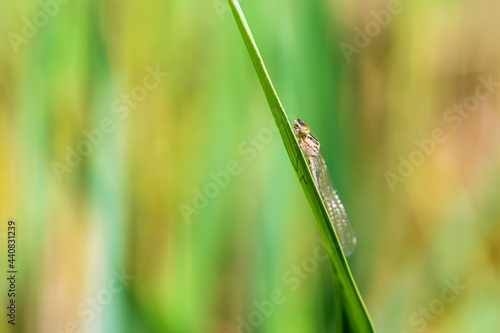 Dragonfly - Odonata with outstretched wings on a blade of grass. In the background is a beautiful bokeh created by an lens.
